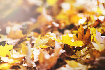Fototapete - Blurred image of colorful autumn leaves.