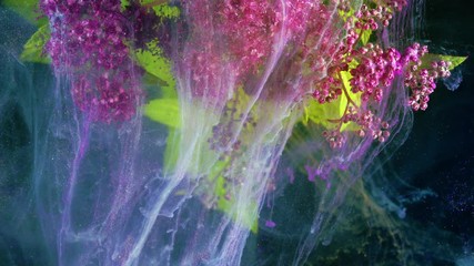 Wall Mural - Japanese spirea (Spiraea japonica). Acrylic colors and ink in water.