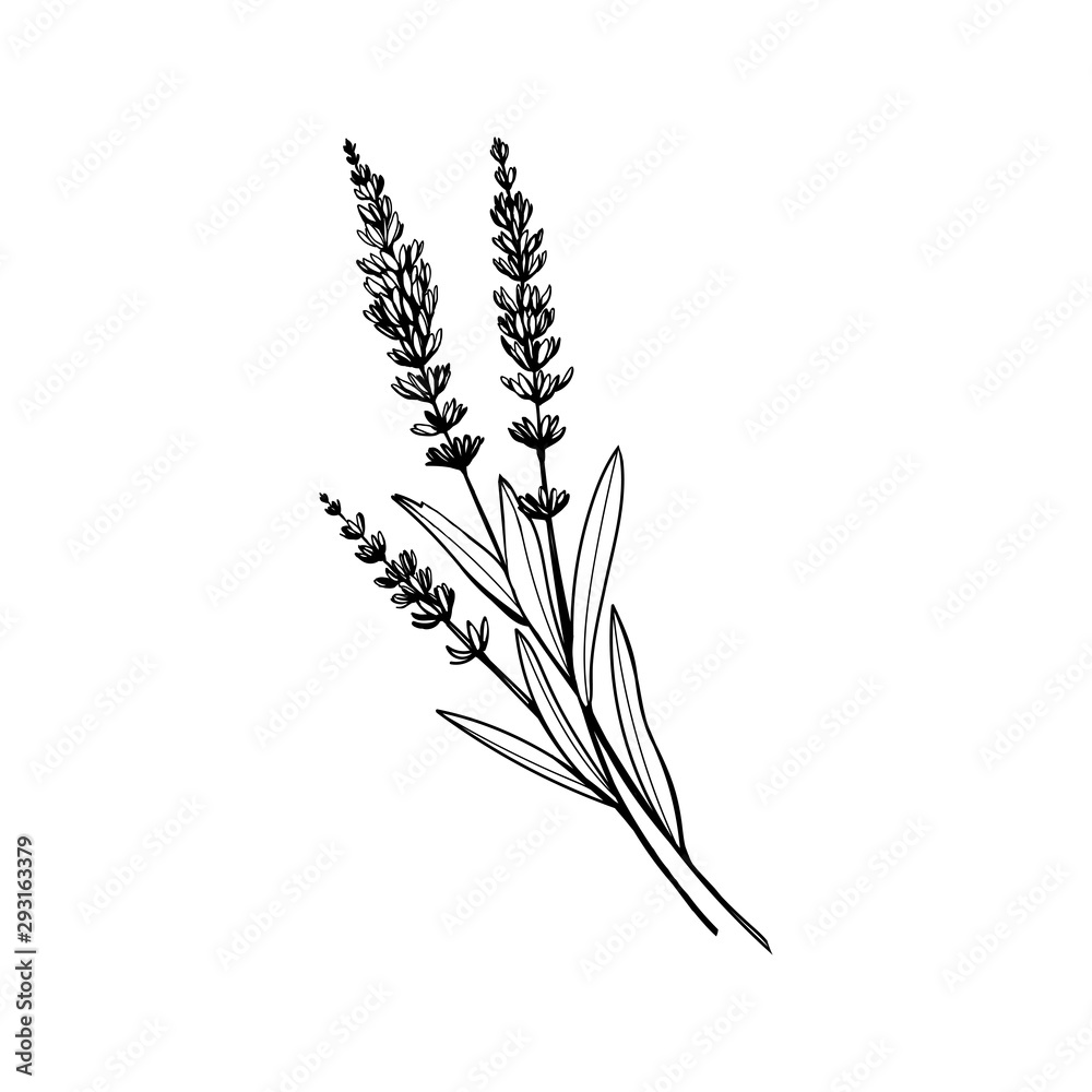Lavender black and white vector sketch. Fragrant French wildflower with title. Violet summer honey plant sketched outline. Blooming aromatic Provence wild flower engraving. Aromatherapy scent - obrazy, fototapety, plakaty 