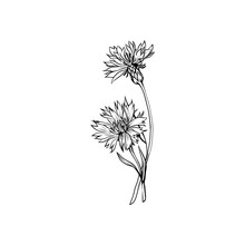Cornflower Black Ink Vector Illustration. Summer Meadow Flower, Honey Plant With Name Engraved Sketch. Common Knapweed Outline. Centaurea Nigra Botanical Black And White Drawing With Inscription