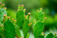 Ggroup Of Beautiful Cactus Flowers With Buds