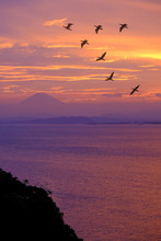 Birds Flying In The Evening, Beautiful Light In The Sea In Japan