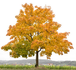 Wall Mural - yellow red autumnal maple tree autumn landscape