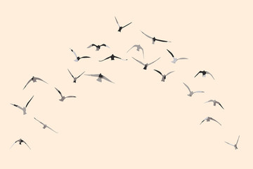 Wall Mural - silhouette of a flock of flying birds