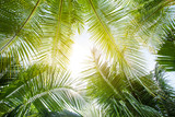 Fototapeta Krajobraz - tropical palm leaf background, coconut palm trees perspective view