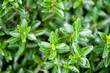Green leaves Euonymus japonicus Microphyllus