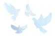© Julia - Doves silhouettes in tender pastel blue colors, peace, spring, easter elements white isolated.