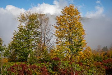 Sticker - yellow and red  colors of autumn