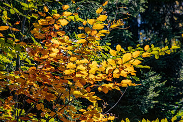 Sticker - yellow and red  colors of autumn