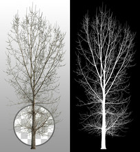 Cut Out Dead Tree In Winter. Bare Tree Without Leaves. Dead Tree Isolated On Transparent Background. High Quality Clipping Mask For Professional Composition.