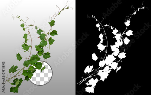Ivy with lush green foliage. Climbing plant in summer isolated on transparent background. High quality clipping mask for professional composition.