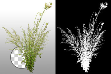 Wall Mural - wild plants isolated on a transparent background. wild flower. high quality clipping mask for profes