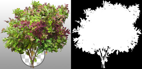 Wall Mural - plant in autumn. small bush. foliage of plant isolated on transparent background. high quality clipp