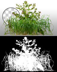 Wall Mural - mix of grass and wild plants isolated on transparent background via an alpha channel of great precis