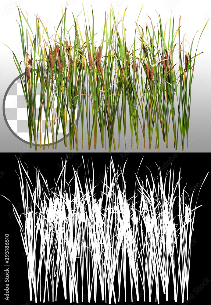 Cattail and reed plant isolated on a transparent background via an alpha channel of great precision. Distaff and bulrush. High quality clipping mask for professional composition. - obrazy, fototapety, plakaty 