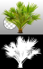 Wall Mural - tropical plant with lush green foliage. exotic vegetation isolated on transparent background. palm l