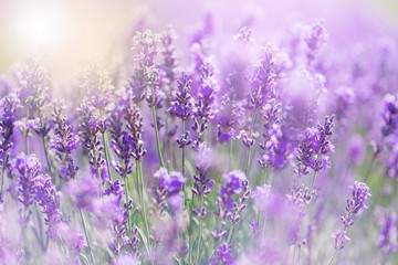 Wall Mural - Beautiful violet lavender field with sun light
