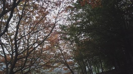 Wall Mural - View of the trees while walking through the autumn forest. Madeira island, Portugal