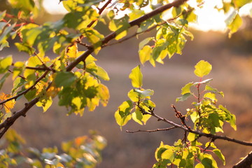 yellow leaves