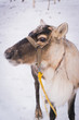 Reindeer in close proximity on the background of white snow