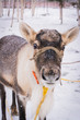 Reindeer on the background of white snow