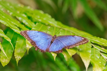 Wall Mural - Morpho peleides butterfly, with open wings, on a green leaf, with green vegetation background