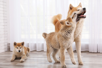 Poster - Adorable Akita Inu dog and puppies on floor indoors