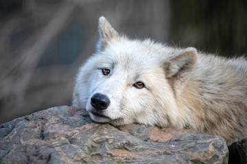 Wall Mural - White Hudson Bay wolf beautiful view