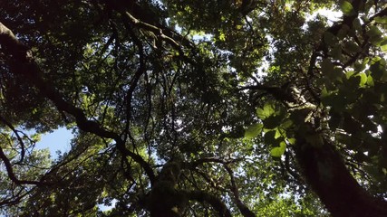 Wall Mural - sun is shining through overgrown trees inside forest or rainforest  