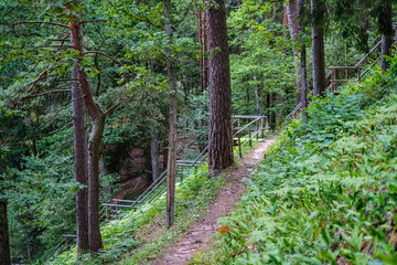 green summer forest foliage with leaves, grass and tree trunks