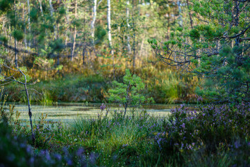 green summer forest foliage with leaves, grass and tree trunks