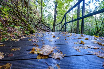 wet wooden footpath in green forest