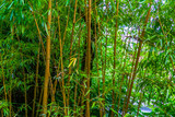 Fototapeta Fototapety do sypialni na Twoją ścianę - bamboo forest, bamboo trunks in closeup, Asian nature background