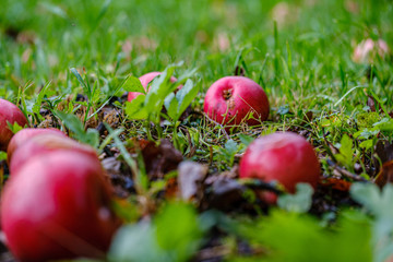 red apples on wet green grass in garden