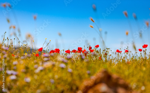 Wild red poppies © photoff