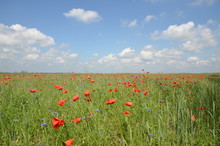 Field With Wild Poppy Flowers