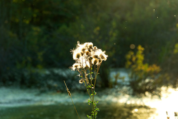 Wall Mural - yellowed and dried plants and flowers found in nature in autumn. Solce casts glare on a dry flower.