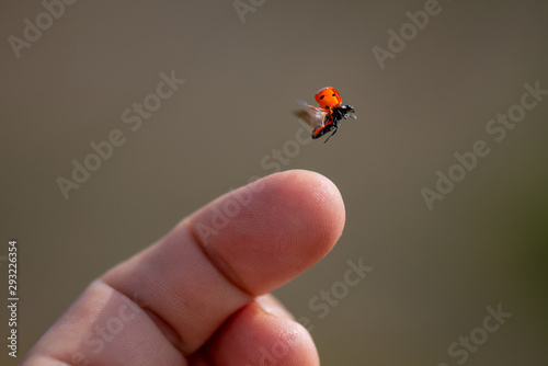 Red lady bug background. Insect flying from finger Tableau sur Toile