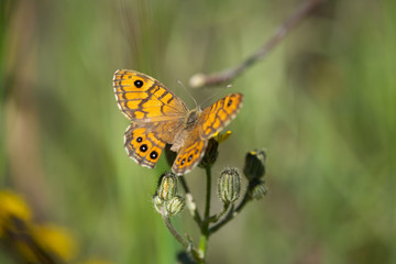 Poster - Closeup of a butterfly sitting on a flower, closeup