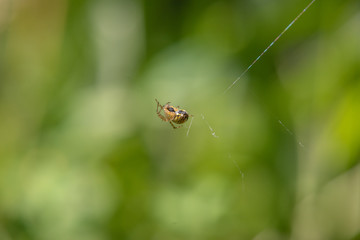 Closeup of a spider crawling on a spider web, closeup
