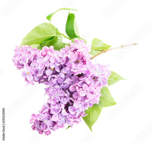 Fresh lilac flowers