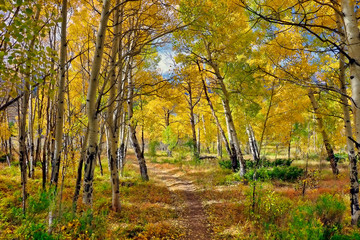 Canvas Print - grove of golden aspens in the fall in summit county, colorado