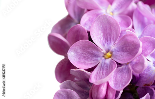 Fresh lilac flowers