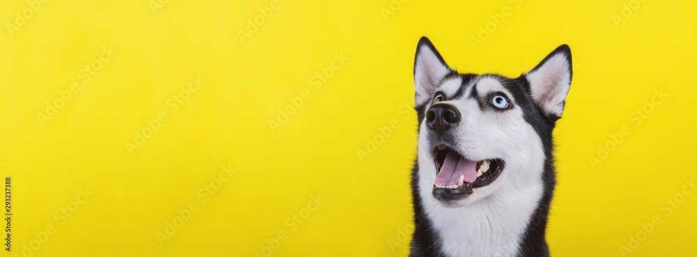 Cute bi-eyed husky dog wait dog treats on the yellow background. Smiling dog is wait for food. - obrazy, fototapety, plakaty 
