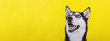 Leinwandbild Motiv Cute bi-eyed husky dog wait dog treats on the yellow background. Smiling dog is wait for food.