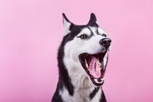 Funny Bi-eyed Husky Dog Is Yawn, Magenta Studio Background, Concept Of Dog Emotions