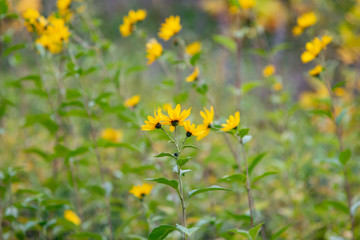 Yellow flowering autumn plants