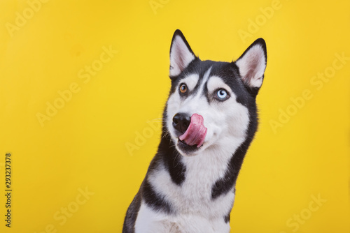Fotografía Funny bi-eyed husky dog is liking his nose in studio on the yellow background, c