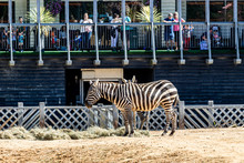 Standing Zebra In A Zoo