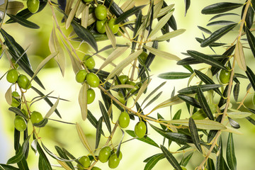 Olive tree branches with leaves and green olives, close-up.